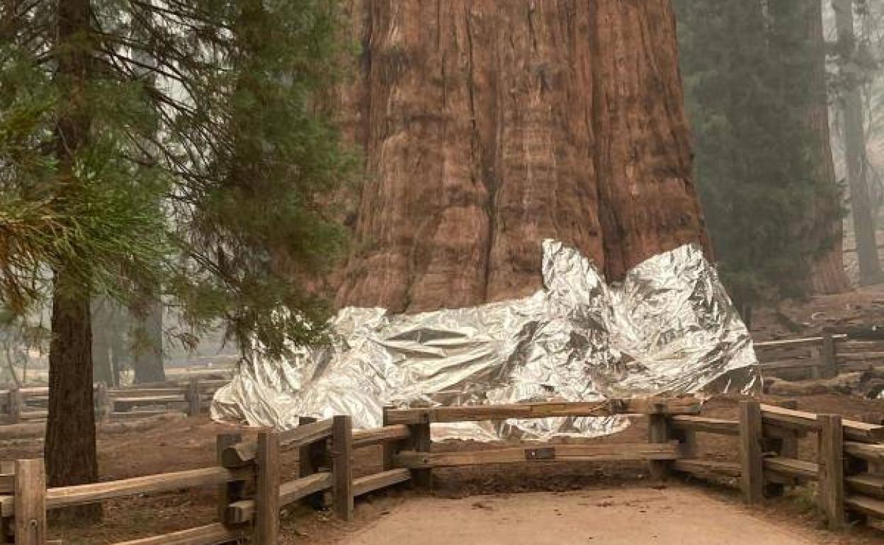 Secuoias gigantes han sido envueltas en papel de aluminio para protegerles de los incendios forestales en EE. UU.