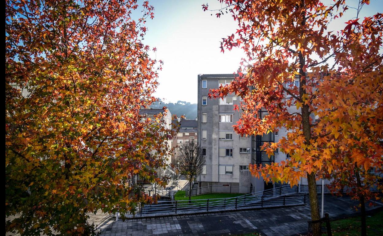 Árboles con hojas otoñales en el barrio de Otxarkoaga