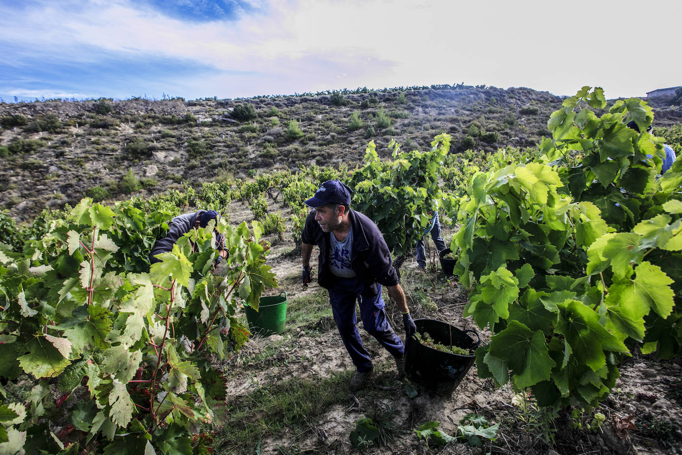 La mayoría de viñas de la bodega Luis Cañas se ubican en el entorno de Villabuena de Álava