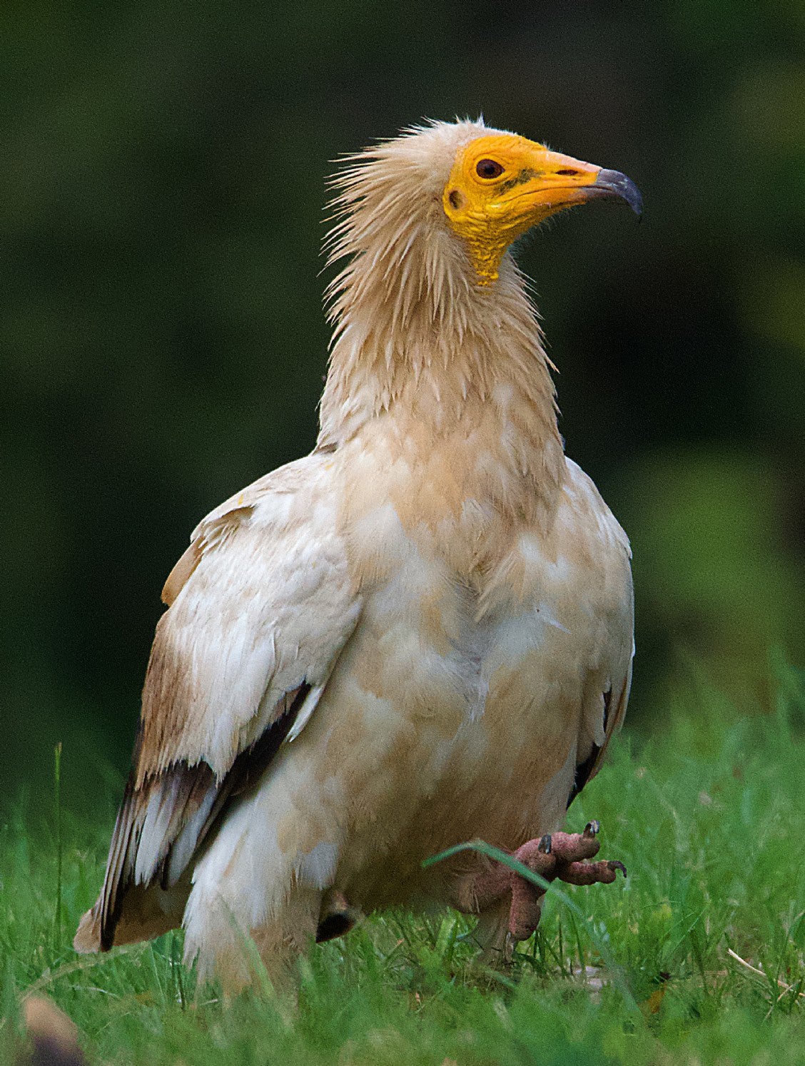 El alimoche anida en Iturrieta, muy cerca de donde se pretendía instalar uno de los molinos. 