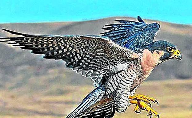 Imagen principal - El halcón peregrino suele sobrevolar las dos sierras. Los informes también alertaban sobre la afección a la águila perdicera. El alimoche anida en Iturrieta, muy cerca de donde se pretendía instalar uno de los molinos. 