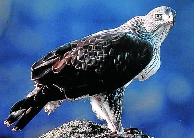 Imagen secundaria 1 - El halcón peregrino suele sobrevolar las dos sierras. Los informes también alertaban sobre la afección a la águila perdicera. El alimoche anida en Iturrieta, muy cerca de donde se pretendía instalar uno de los molinos. 