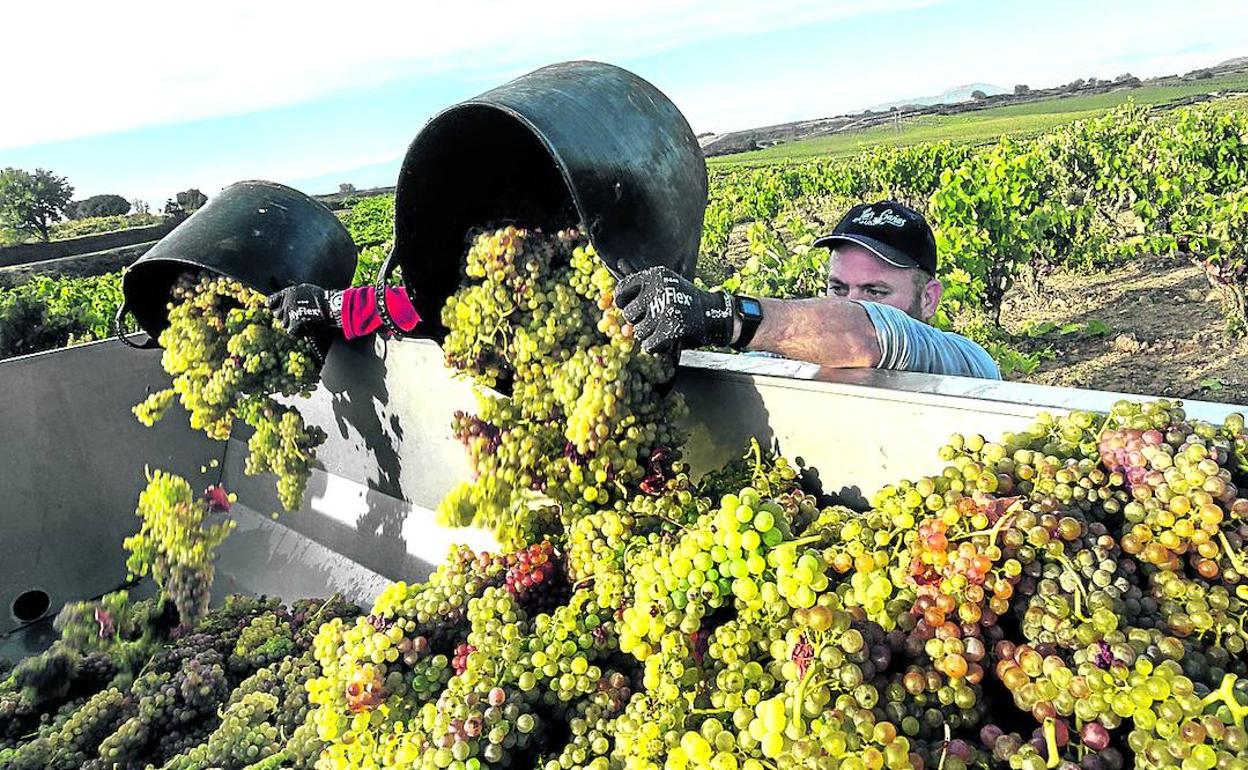 Operarios depositan racimos de uva blanca durante la presente vendimia en Rioja Alavesa. 