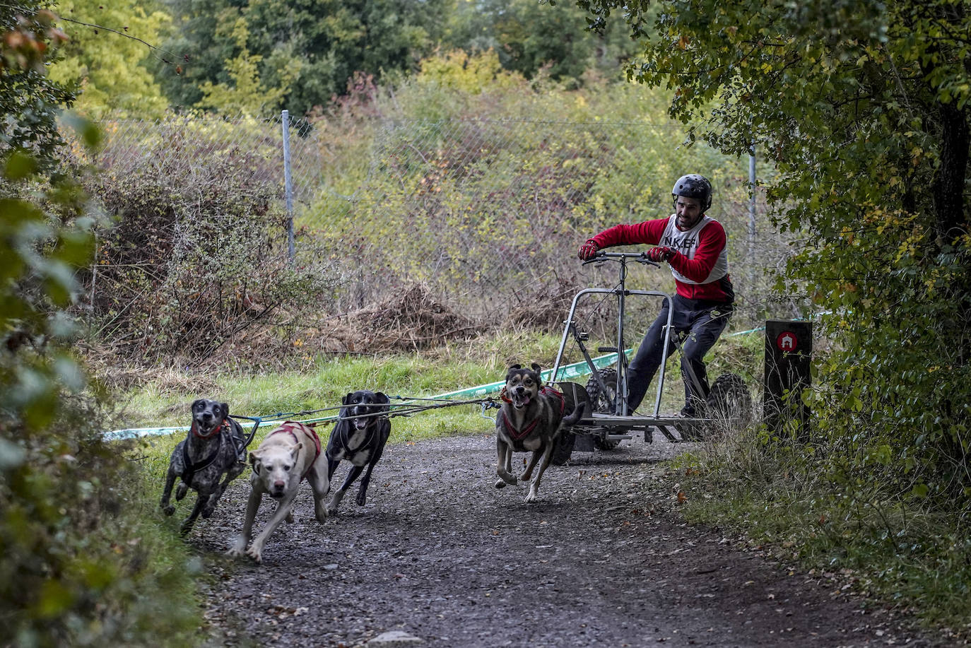 Fotos: El mushing toma el bosque de Armentia