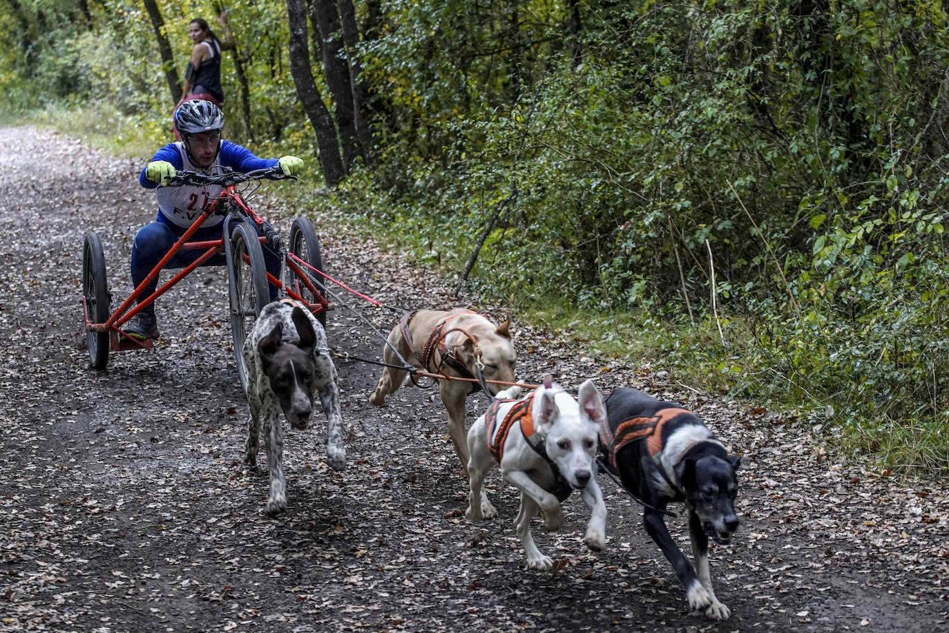 Fotos: El mushing toma el bosque de Armentia