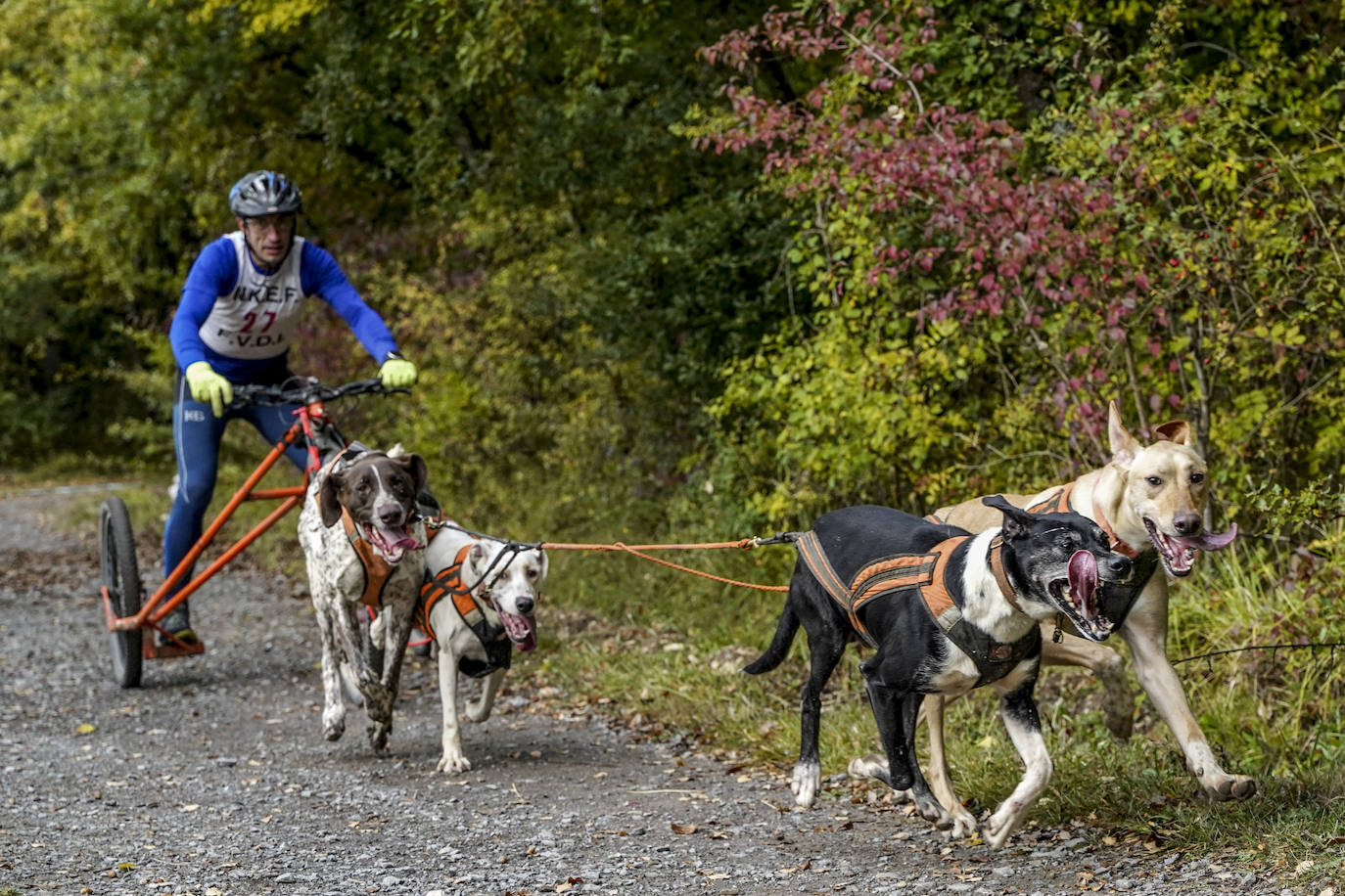 Fotos: El mushing toma el bosque de Armentia