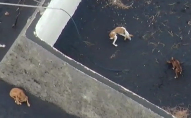 Volcán de La Palma: Drones para rescatar a cuatro perros rodeados por la lava en La Palma