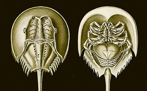 ILustración de Ernst Haeckel - Kunstformen der Natur (1904)