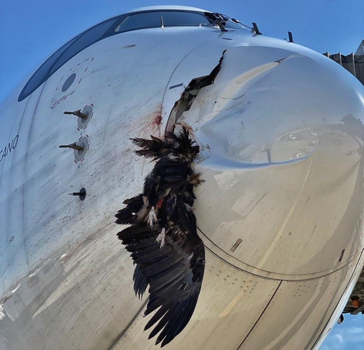 Un buitre destroza la parte delantera de un avión cuando aterrizaba en Madrid