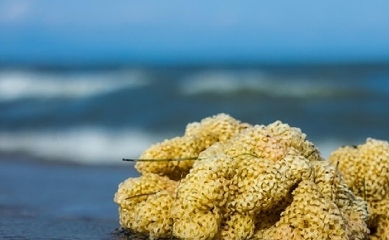 Hallan en Ciudad Real las esponjas mineralizadas más antiguas del mundo