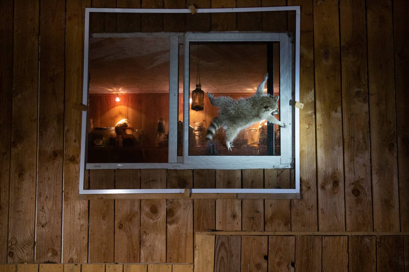 Fotos: Las fotos de animales más divertidas de 2021