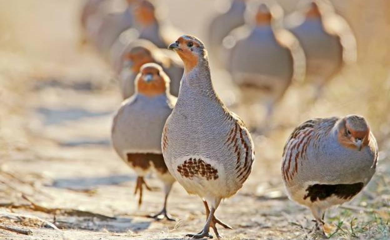 Envenenan las perdices