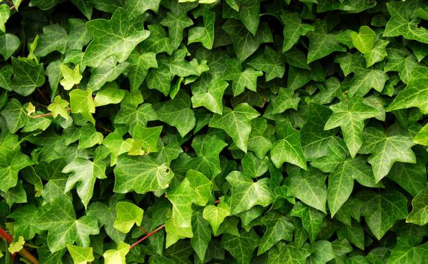 La hortensia, la adelfa, la flor de Pascua... tan bonitas como tóxicas | El  Correo