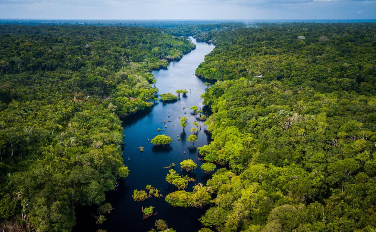 Azterketak Amazoniako ohian osoa izan du ardatz, gizakiaren jardunetik kanpo dauden esparruak nahiz eremu babestuenak klima globalaren eraginpean ere daudela nabarmendu dutelarik. 