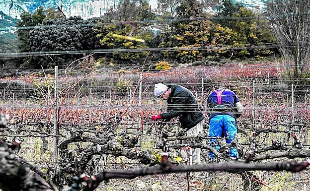La batalla por el poder en Rioja Alavesa se libra gota a gota