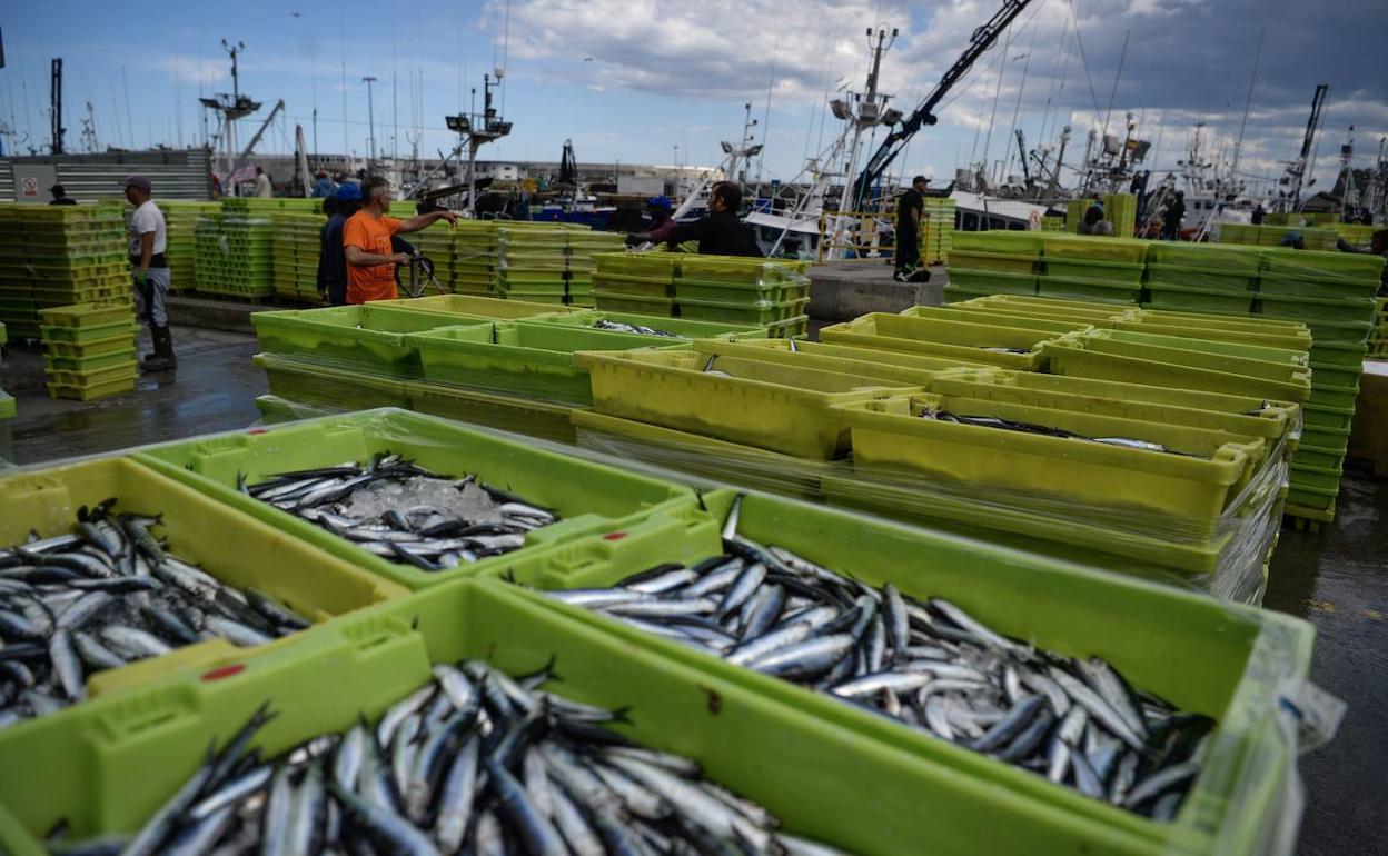 Azti constata que la pesca de anchoa en el Golfo de Bizkaia está asegurada