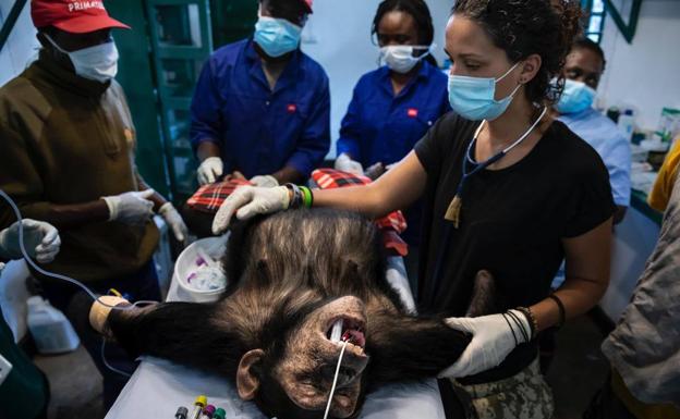 Imagen principal - En la imagen superior: Itsaso Vélez del Burgo durante una operación a un chimpancé en el santuario Lwri; abajo a la izquierda, uno de los recintos del centro de recuperación de primates; abajo a la derecha: Lorena Aguirre junto a Mana Zawadi.