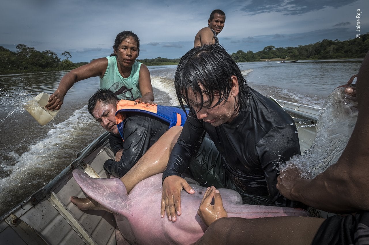 Jaime Rojo observó cómo Federico Mosquera, un biólogo de la Fundación Omacha deColombia, calmaba a un delfín del río Amazonas. Estos delfines son animales extremadamente táctiles y el contacto directo los calma, aunque mantenerlos hidratados cuando están fuera del agua también es extremadamente importante. El equipo de Omacha y WWF estaba transportando al delfín a una instalación veterinaria temporal en Puerto Nariño, Colombia, para instalar una etiqueta GPS en su aleta dorsal. El proyecto es parte de un intento científico para comprender el estado de salud y los patrones migratorios de los delfines de río Amazonas. 