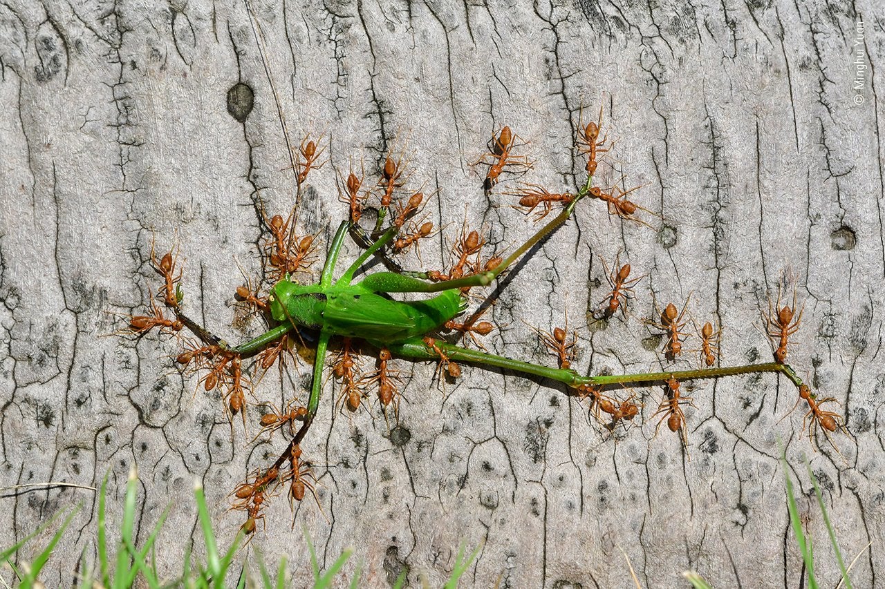 Había varios árboles grandes cerca del hotel de Minghui Yuan, cerca del Jardín Botánico Tropical Xishuangbanna de la provincia de Yunnan, en China, y el fotógrafo había notado la presencia de las hormigas rodeando una mancha verde en los troncos de los árboles. Estaba fascinado por el comportamiento de los insectos. Esta especie de hormiga construye su nido en la copa de los árboles, es feroz por naturaleza y buena atrapanado todo tipo de insectos. Una mañana, el fotógrafo notó que un grupo de hormigas trabajaban juntas en perfecta unidad para contener a un saltamontes longicorneo verde.