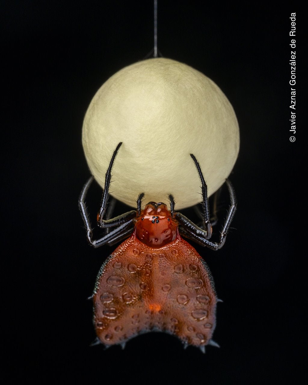 Mientras realizaba una caminata nocturna en la selva amazónica cerca de Tena, en Ecuador, Javier vio a esta pequeña araña del género Micrathena que construía delicadamente su nido de huevos. Colgando de un fuerte hilo, estas arañas hembra pasan horas aislando sus huevos en un capullo de seda, el cual puede contener hasta varios cientos de ellos. En esta noche oscura, el nido se parecía a una luna llena blanca perlada.