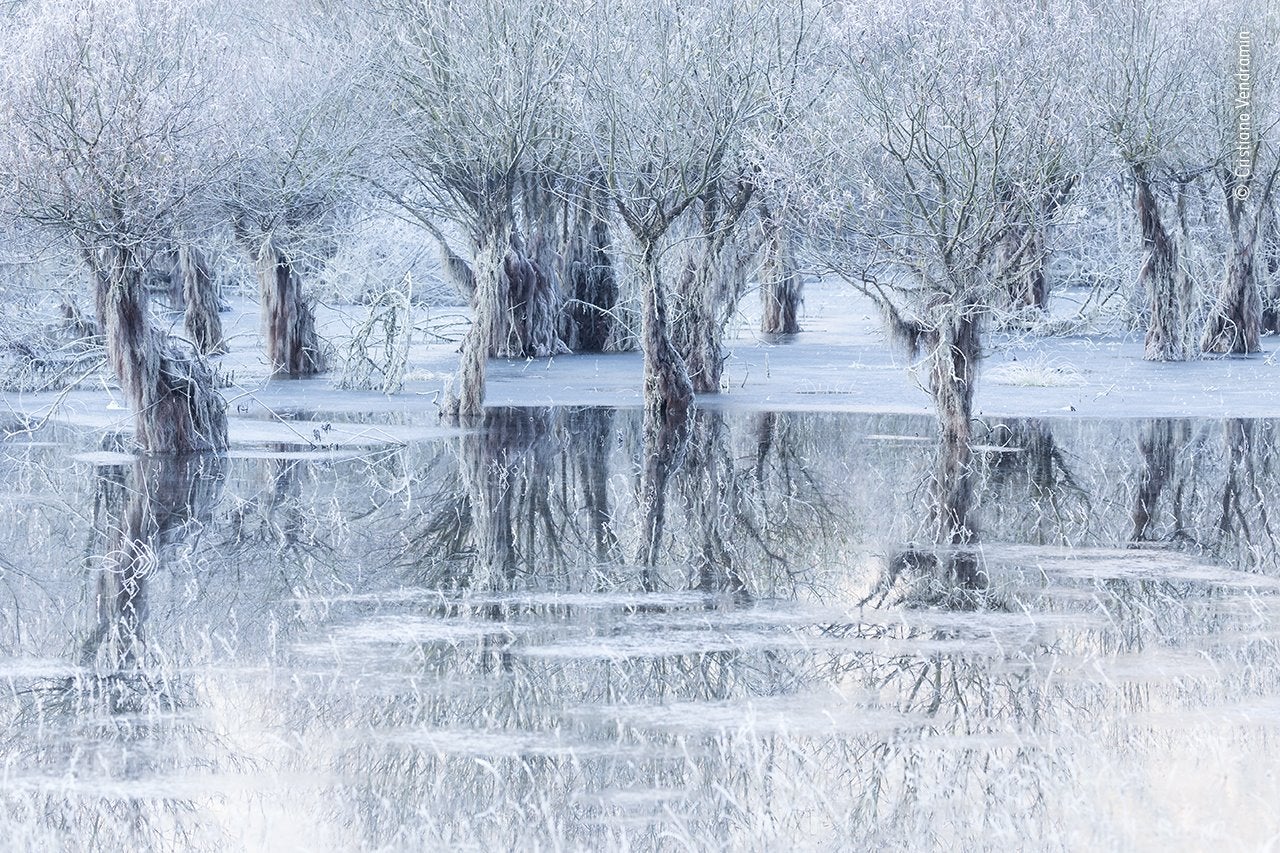 Santa Croce es un lago natural situado en la provincia de Belluno, Italia. En el invierno de 2019, Cristiano Vendramin notó que el agua estaba inusualmente alta y los sauces quedaban parcialmente sumergidos creando un juego de luces y reflejos increíbles. Después de tomar la imagen recordó a un querido amigo que había amado este lugar y ahora ya no está aquí, "Quiero pensar que me hizo sentir esto que nunca olvidaré. Por eso esta fotografía está dedicada a él"