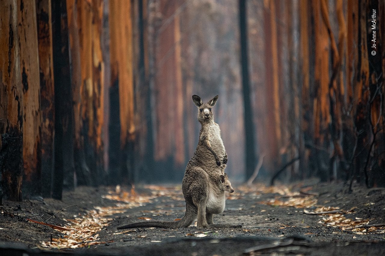 Jo-Anne voló a Australia a principios de 2020 para documentar las historias de los animales afectados por los devastadores incendios forestales que arrasaron los estados de Nueva Gales del Sur y Victoria. Trabajando exhaustivamente junto a Animals Australia (una organización de protección animal) tuvo acceso a lugares quemados, así como áreas de rescates y misiones veterinarias. Este canguro gris oriental y su cría, fotografiados de cerca de Mallacoota, en Victoria, fueron afortunados. La canguro apenas quitó los ojos de Jo-Anne mientras esta caminaba tranquilamente hacia el lugar donde pudo obtener esta gran foto. Tuvo el tiempo suficiente para agacharse y presionar el disparador antes de que la canguro saltara a la plantación de eucaliptos quemados que les rodeaba.