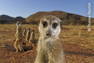 Este grupo de suricatas de la Reserva Tswalu Kalahari, en Sudáfrica, ha estado habituado a los humanos durante más de una década, y se sienten muy relajados alrededor de la gente. De hecho, demasiado preocupados por descansar, cazar, arreglarse y pelear, en su mayoría ignoraron por completo la presencia de Thomas Peschak, por lo que este pudo acercarse y usar una lente de gran angular para incluir la sabana árida y las montañas que los suricatos llaman hogar en su fotografía. Para capturar las características de los animales aplicó las técnicas utilizadas para las personas en una sesión de retratos y luces de estudio.