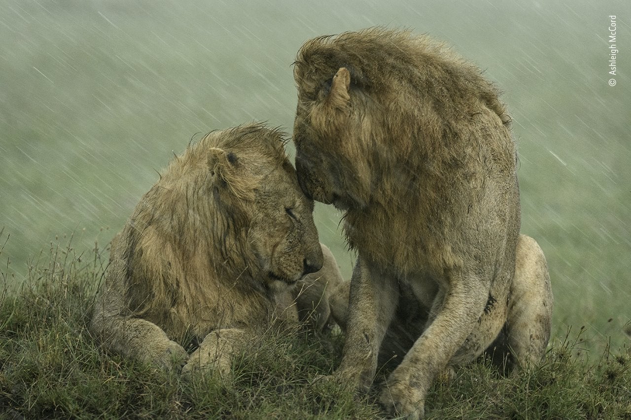 Durante una visita a Maasai Mara, en Kenia, Ashleigh McCord capturó este tierno momento entre un par de leones machos. Había estado tomando fotografías de solo uno de ellos mientras la lluvia era tan solo una ligera salpicadura. De repente, el segundo león se acercó brevemente y saludó a su compañero antes de alejarse. Sin embargo, cuando la lluvia se convirtió en un fuerte aguacero, el segundo macho regresó y se sentó, posicionando su cuerpo como para proteger al otro. Poco después se frotaron las caras y continuaron sentados acariciándose durante algún tiempo. Ashleigh McCord se quedó observándolos hasta que la lluvia cayó tan intensamente que apenas eran visibles.