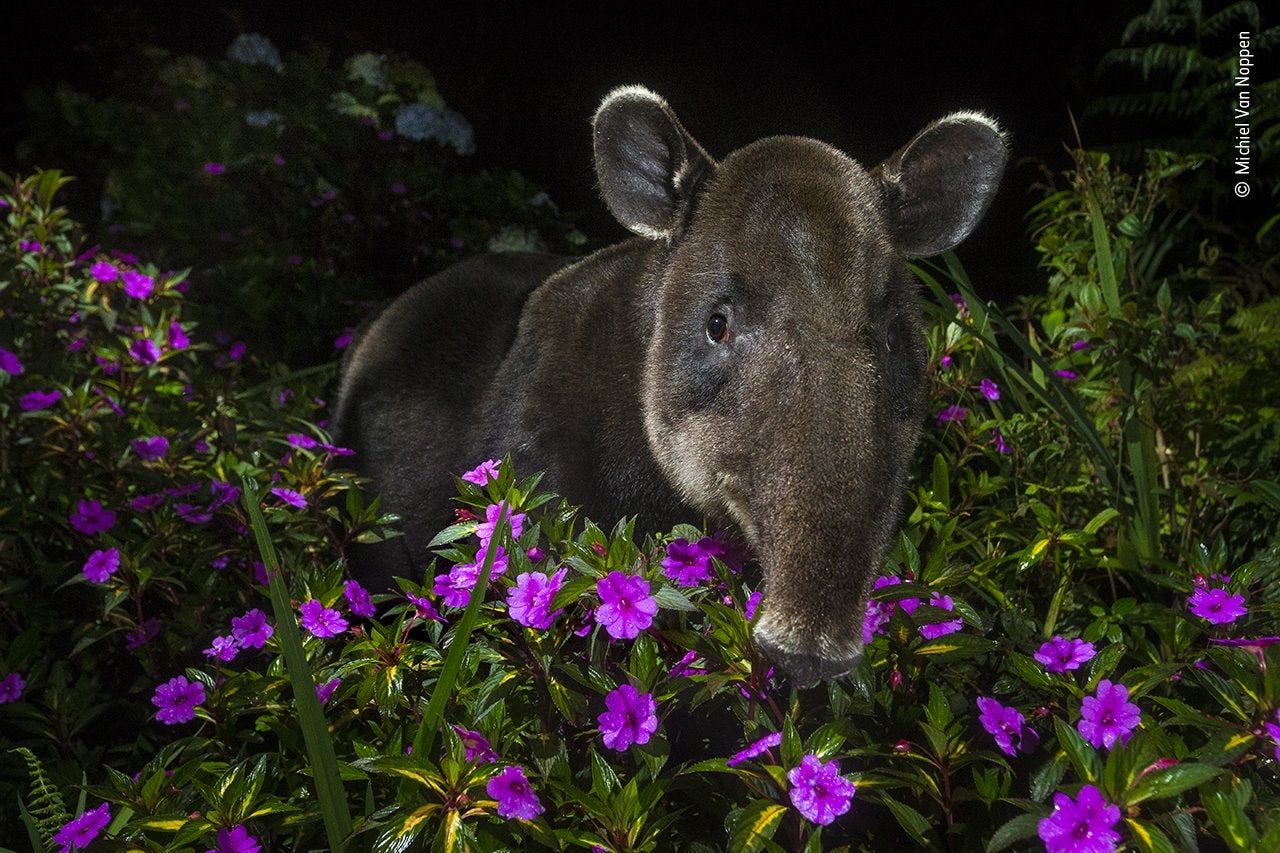 Michiel Van Noppen tomó esta fotografía de Dantita, como se la conoce cariñosamente, en las estribaciones del Parque Nacional Braulio Carrillo, cerca de San José, en el centro de Costa Rica. El tapir de Baird o los apodados "jardineros del bosque" son extremadamente importantes para su hábitat natural, ya que algunas semillas del lugar solo germinan después de pasar por el aparato digestivo del animal. Pero debido a las amenazas de la deforestación y la caza, se estima que solo quedan 6000 individuos de la especie libres en la naturaleza, por lo que se han creado grupos de conservación como Proyecto Tapir Nicaragua y Nai Conservation para trabajar en estrecha colaboración con las comunidades locales y promover la importancia de preservar la tierra y proteger a esta especie en peligro de extinción.