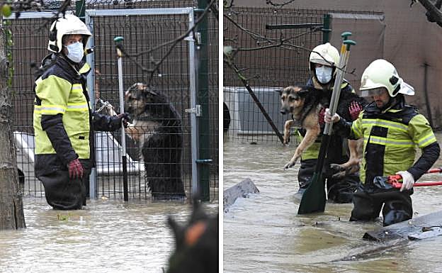 Los Bomberos rescatan a dos perros encerrados en jaulas en Loiu