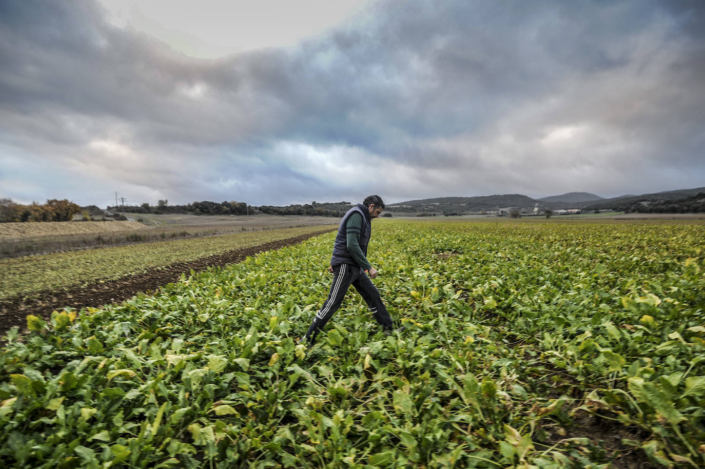 Fotos: El fin del año más incierto para el campo alavés