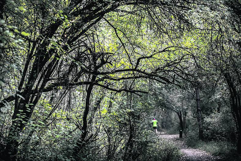 El bosque de Armentia, uno de los paraísos de los alaveses.