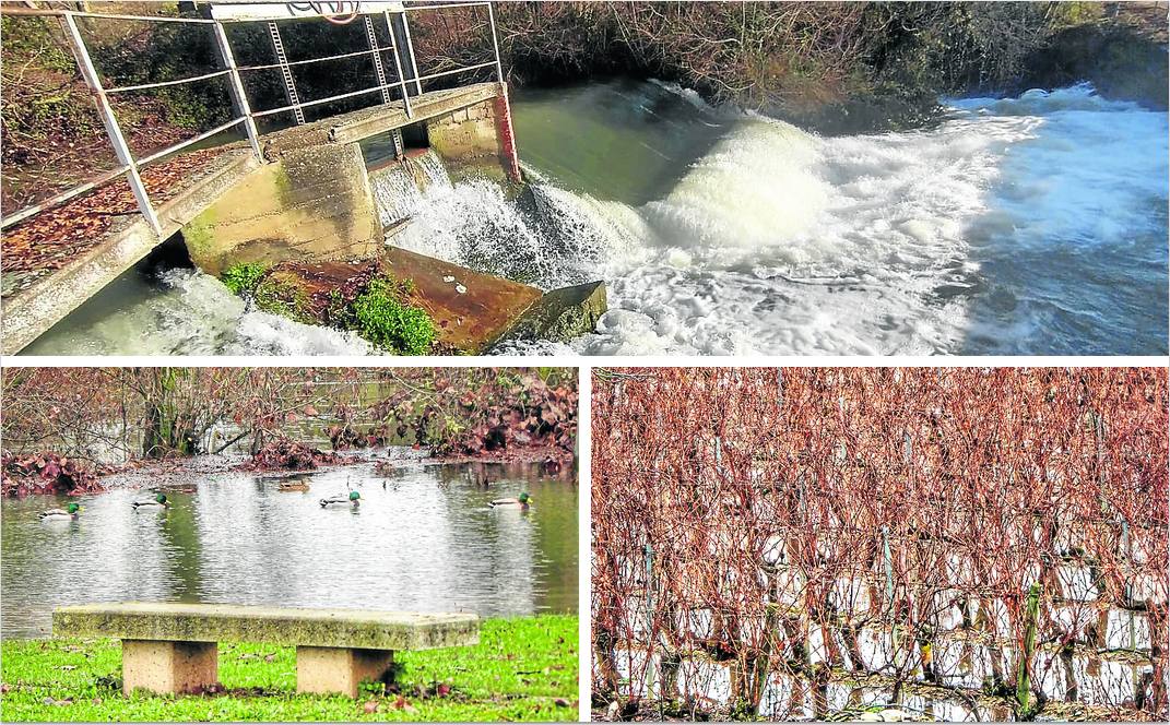 El Tirón gana fuerza en los saltos de agua y la crecida provoca la entrada de los patos en el casco urbano de Briñas o toma los renques de los viñedos más próximos a su ribera. 