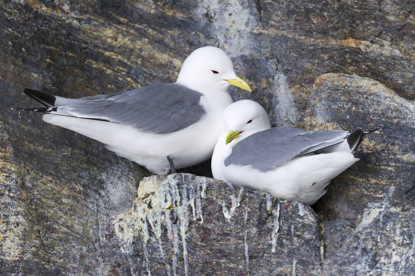 Gaviota tridáctila