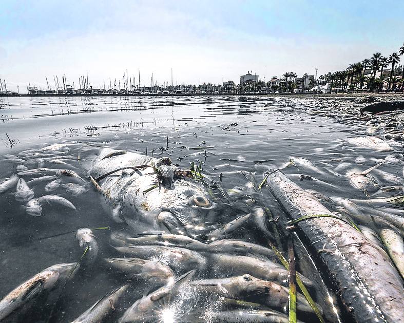 El pasado agosto miles de peces murieron en el Mar Menor. 