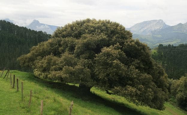 Details 48 árboles protegidos en bizkaia