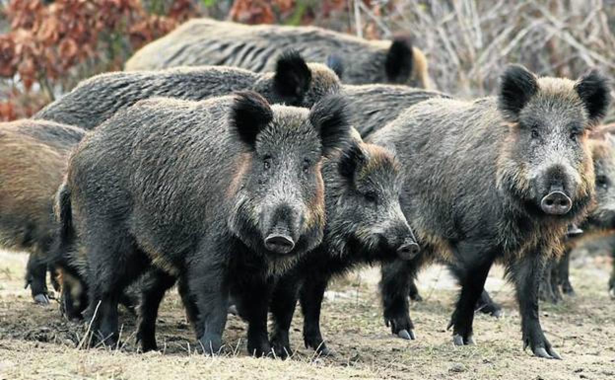 Aguardo de jabalíes