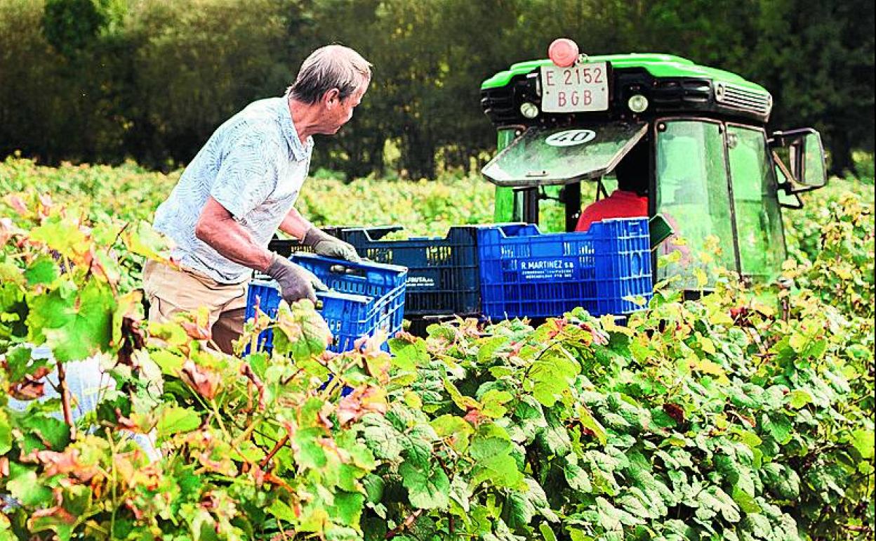 Recogida de la uva en los viñedos de una bodega vizcaína. 