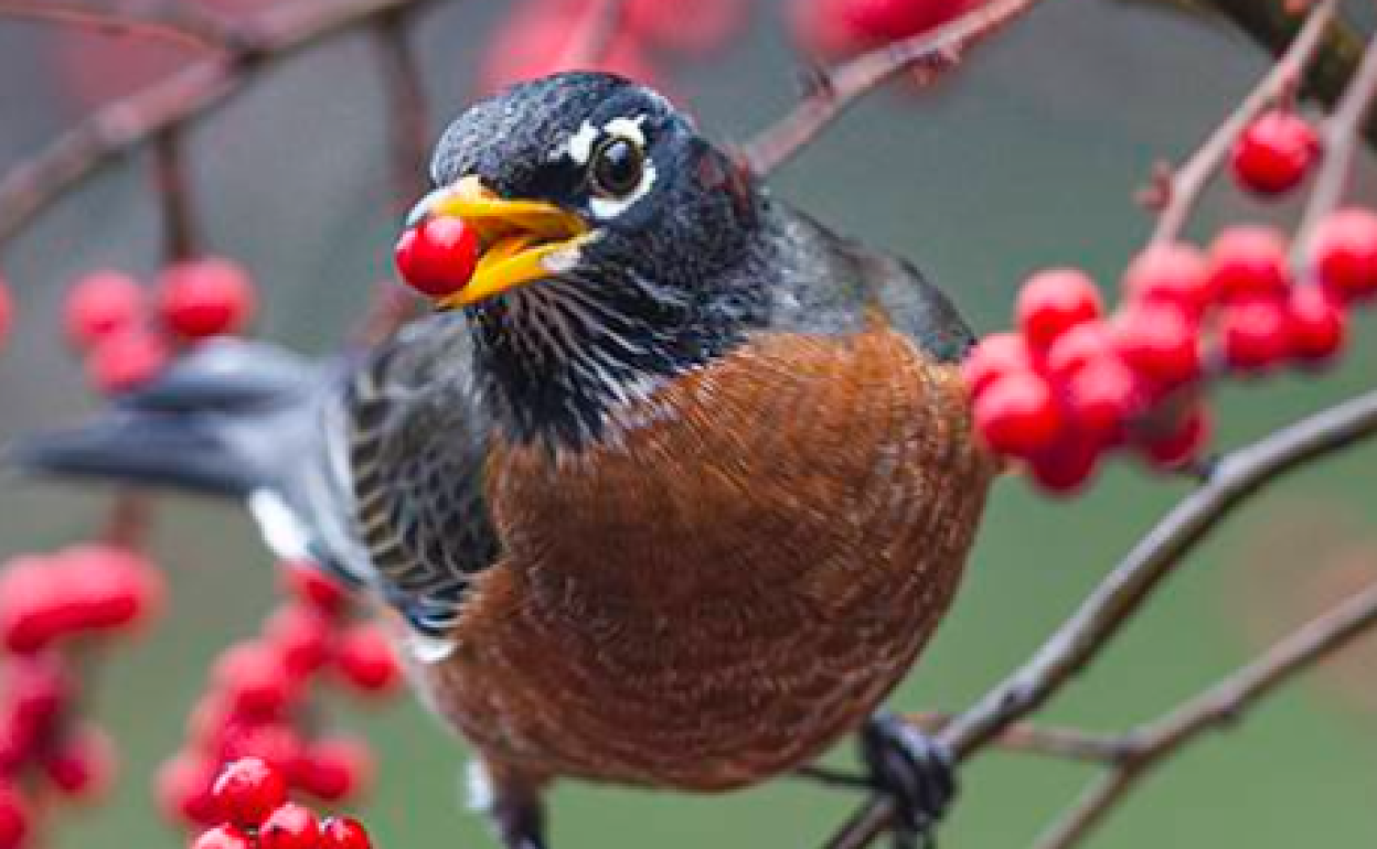 La extinción de animales obstaculiza la adaptación de las plantas al calentamiento global