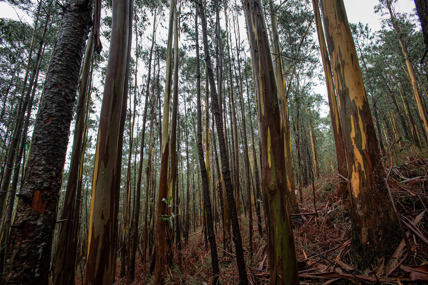 Fotos: Dos bosques que nada tienen que ver