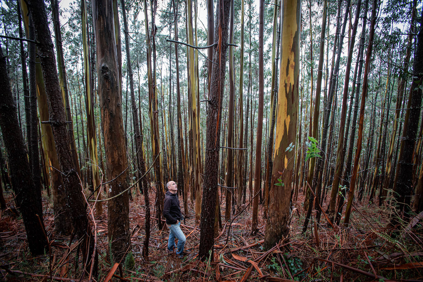 Fotos: Dos bosques que nada tienen que ver