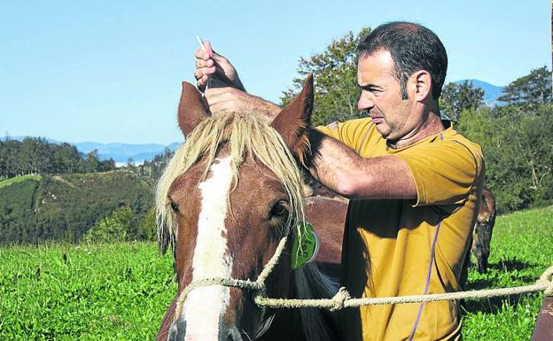 Un ganadero de Aralar coloca un sensor a un caballo. 