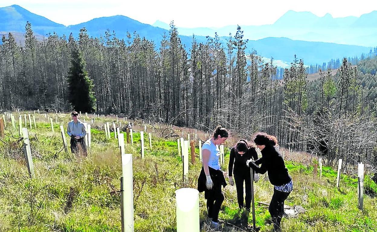 La Fundación Lurgaia aspira a plantar 15.000 árboles al año en los terrenos que gestiona en Muxika. 