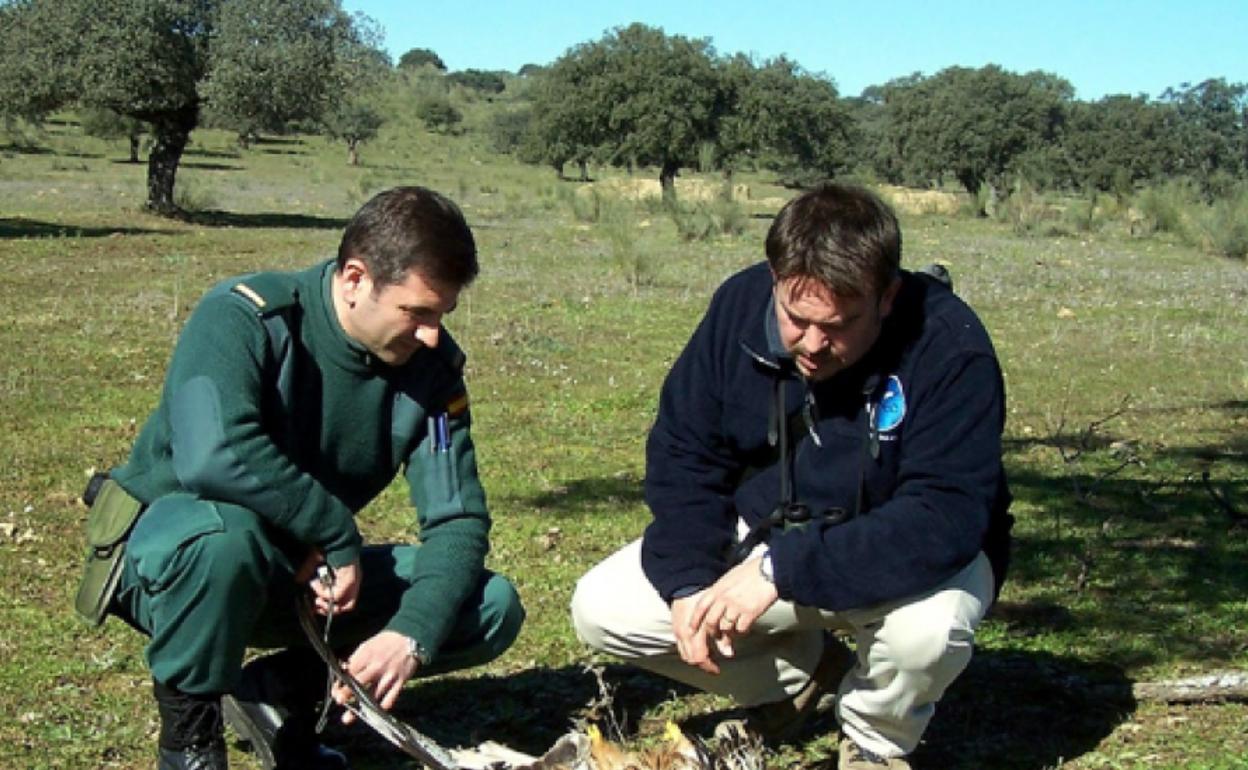 Miembro del Seprona y de SEO/BirdLife examinando un milano real envenenado en Extremadura. 