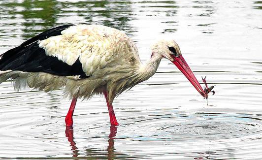 Una cigüeña blanca pesca un cangrejo en Salburua.