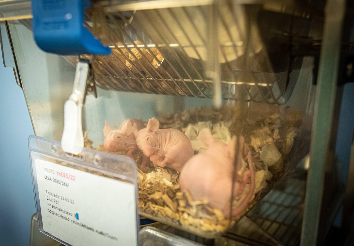 La UPV utiliza para experimentación cerca de 2.700 roedores cada año.