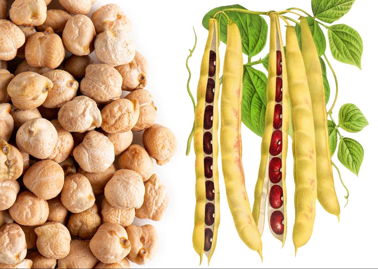 Garbanzos e ilustración botánica de alubias rojas (1884) CC PD