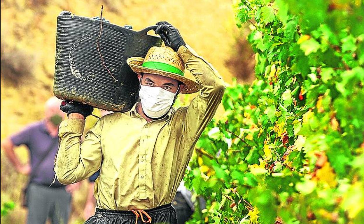 Un temporero, en la vendimia en Lapuebla de Labarca. 