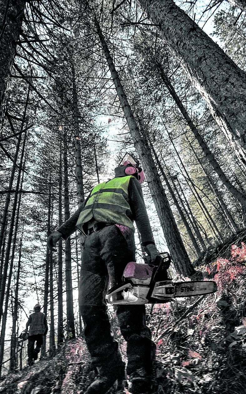 Imagen - Uno de los trabajadores mira hacia las altas copas de los árboles.