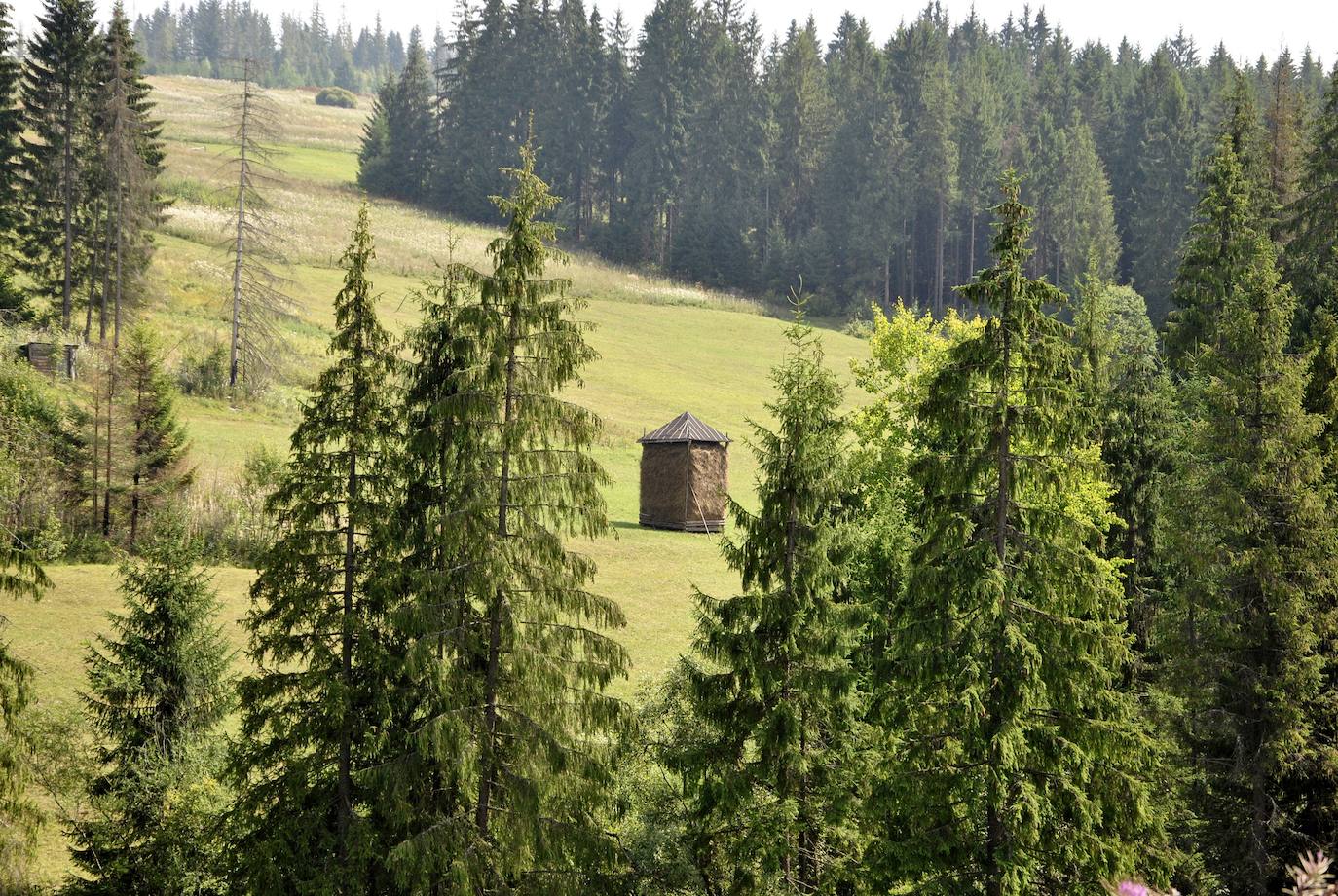 Constituyen una propiedad natural patrimonio de la Humanidad de carácter transnacional compuesto por más de cincuenta bosques, principalmente de hayas, distribuidos por una docena de países europeos, entre ellos, Ucrania. Originalmente el sitio se centraba únicamente en un área concreta de los Cárpatos y fue producto de la cooperación entre Ucrania y Eslovenia. Estos bosques muestran las pautas ecológicas más completas y amplias y procesos de lugares puros de haya europea cruzando una variedad de condiciones medioambientales. 